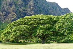 府相朝垣格如果天府在命宫算吗 天府在命宫介绍